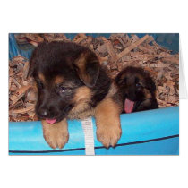 Puppies comming out cards by makolady Puppies comming out cards