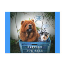 Puppies For Sale postcards by Heartworks Puppies For Sale postcards