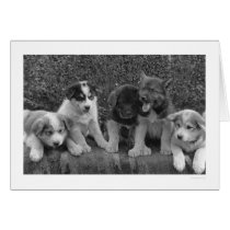 Puppies in Alaska 1921 cards by lc_alaska Puppies in Alaska 1921 cards