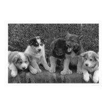 Puppies in Alaska 1921 posters by lc_alaska Puppies in Alaska 1921 posters