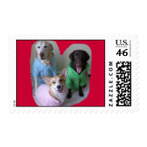 Puppies in Polos postage by Corgiandlab Puppies in Polos postage