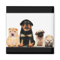 Puppies magnet by ritmoboxer Puppies magnet