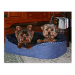 puppies on a postcard postcards