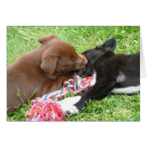 Puppies playing cards