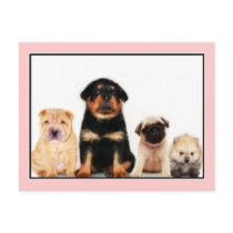 Puppies postcard