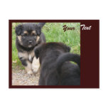 Puppies Postcard, Customizable