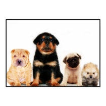 Puppies poster posters