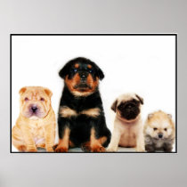 Puppies poster