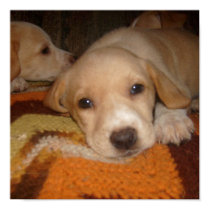 Puppies Poster posters