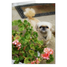 Pupply Luv Greeting Card