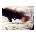 puppy and tennis ball print