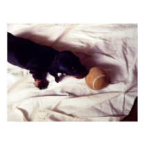 puppy and tennis ball print by lizzymmmcf puppy and tennis ball print