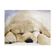 Puppy asleep post cards