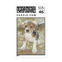 Puppy Beagle Stamp