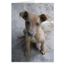 Puppy Blank Card