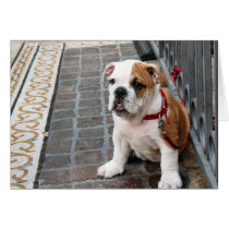 puppy cards by DonnaGrayson_Photos puppy cards
