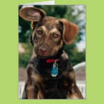 Puppy Cards
