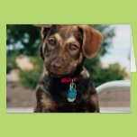 Puppy Greeting Card