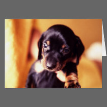 puppy card 3 cards