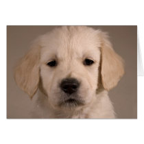 Puppy. Card by cARTerART by cARTerART Puppy. Card by cARTerART