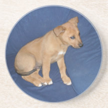 Puppy Coaster