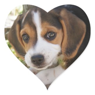 Beagle Dog Puppy Love