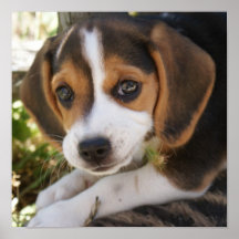 Puppy Dog Beagle Print