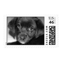 Puppy Dog Eyes Postage Stamp stamps