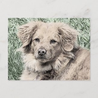 Puppy Dog Eyes postcard
