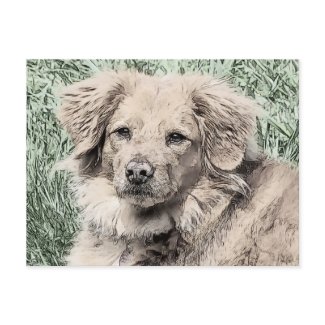 Puppy Dog Eyes postcard