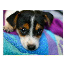 Puppy Dog Eyes Postcard