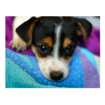Puppy Dog Eyes Postcard