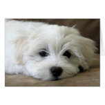 Puppy Eyes Greeting Card