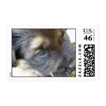 Puppy Eyes Postage Stamps by Petcetera Puppy Eyes Postage Stamps