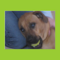 Puppy Eyes Postcard postcards