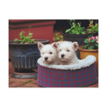 Puppy Friends postcards