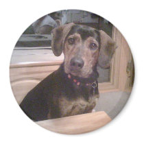 Puppy Gaze Magnet by Poetlady Puppy Gaze Magnet