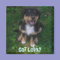 PUPPY, GOT LOVE? magnets