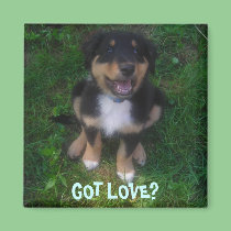 PUPPY, GOT LOVE? magnets