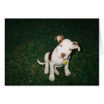 puppy :-) greeting cards