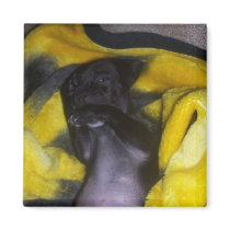 Puppy Hide n Seek magnets
