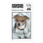 Puppy in Bed Stamp