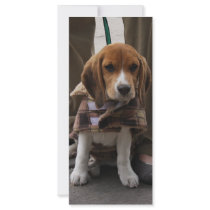 Puppy in Mexico Custom Rack Cards