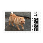 Puppy in motion postage stamp