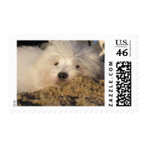 Puppy in sand.jpg postage by Malindayost Puppy in sand.jpg postage