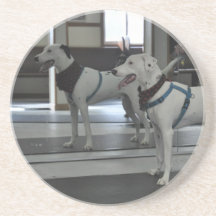 Puppy in the mirror coaster