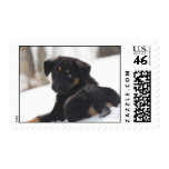 Puppy in the Snow - Stamp