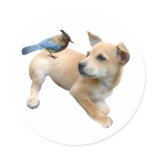 Puppy Jay stickers