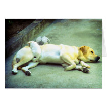 Puppy Love cards