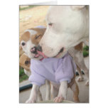Puppy Love cards